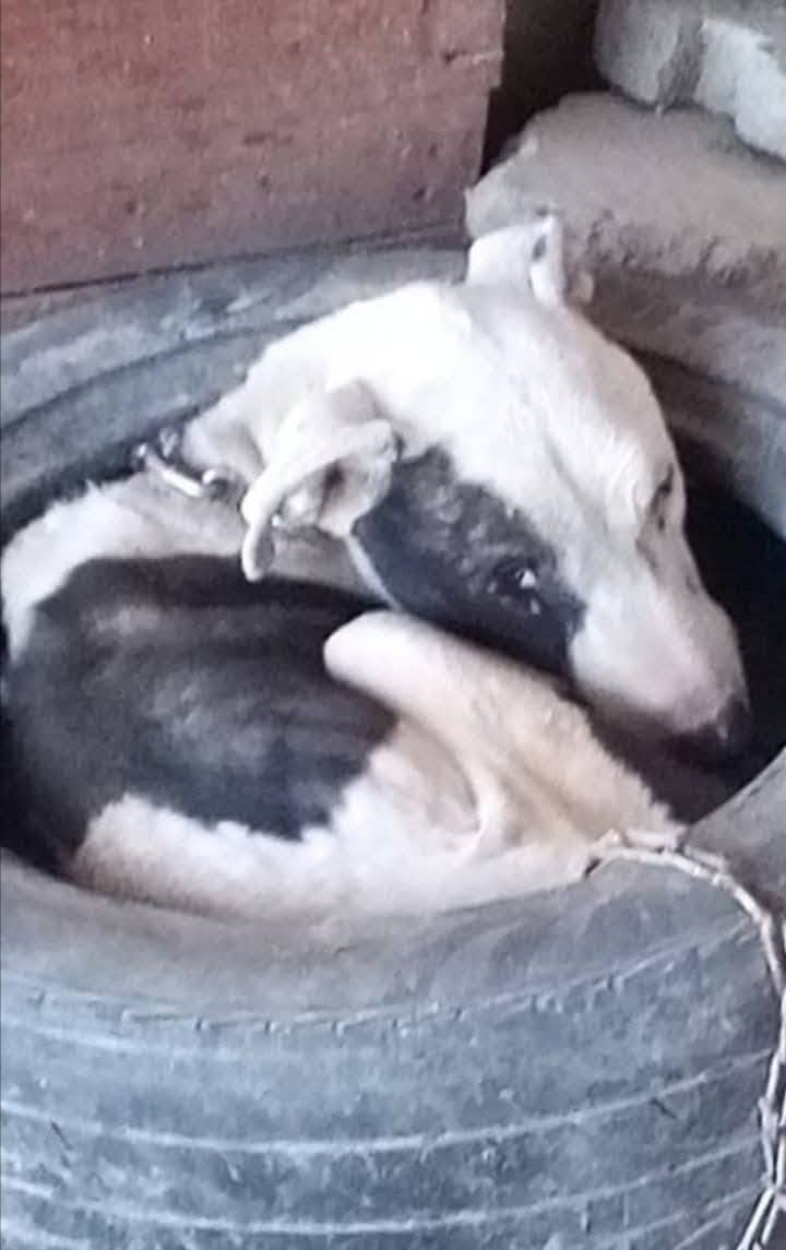 Bista before rescue, chained up and confined to an old tyre