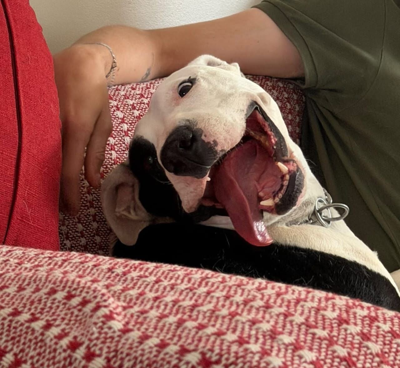 Bista lying upside down on his new couch, mouth open in a huge happy grin, an arm resting over him