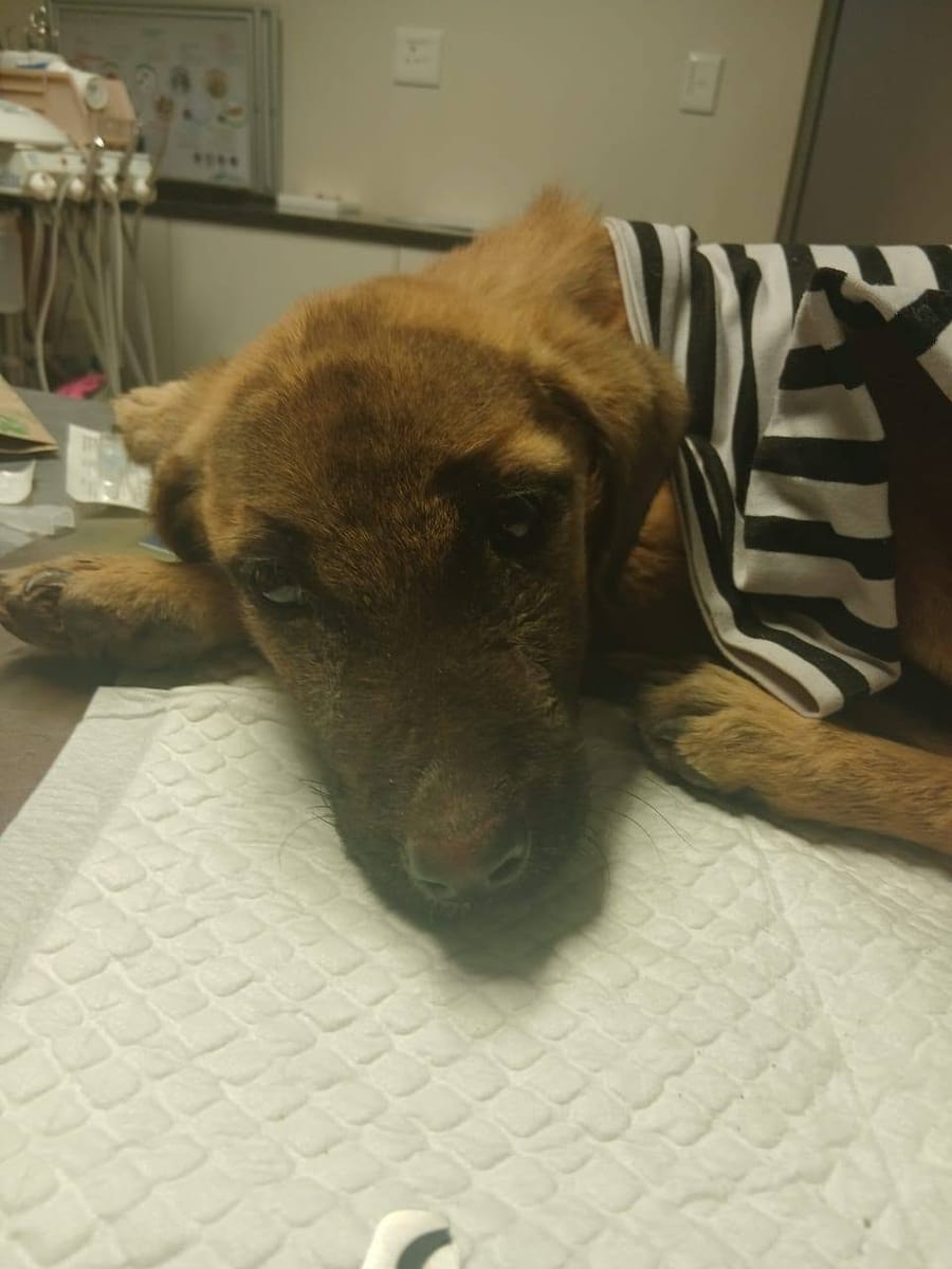 Buscha resting her head on the vet's table, wearing a striped jumper