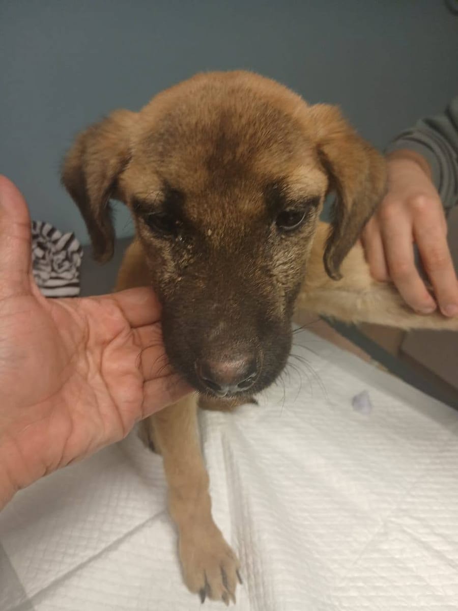 Buscha, a tan puppy with a dark muzzle, gently held at the vet