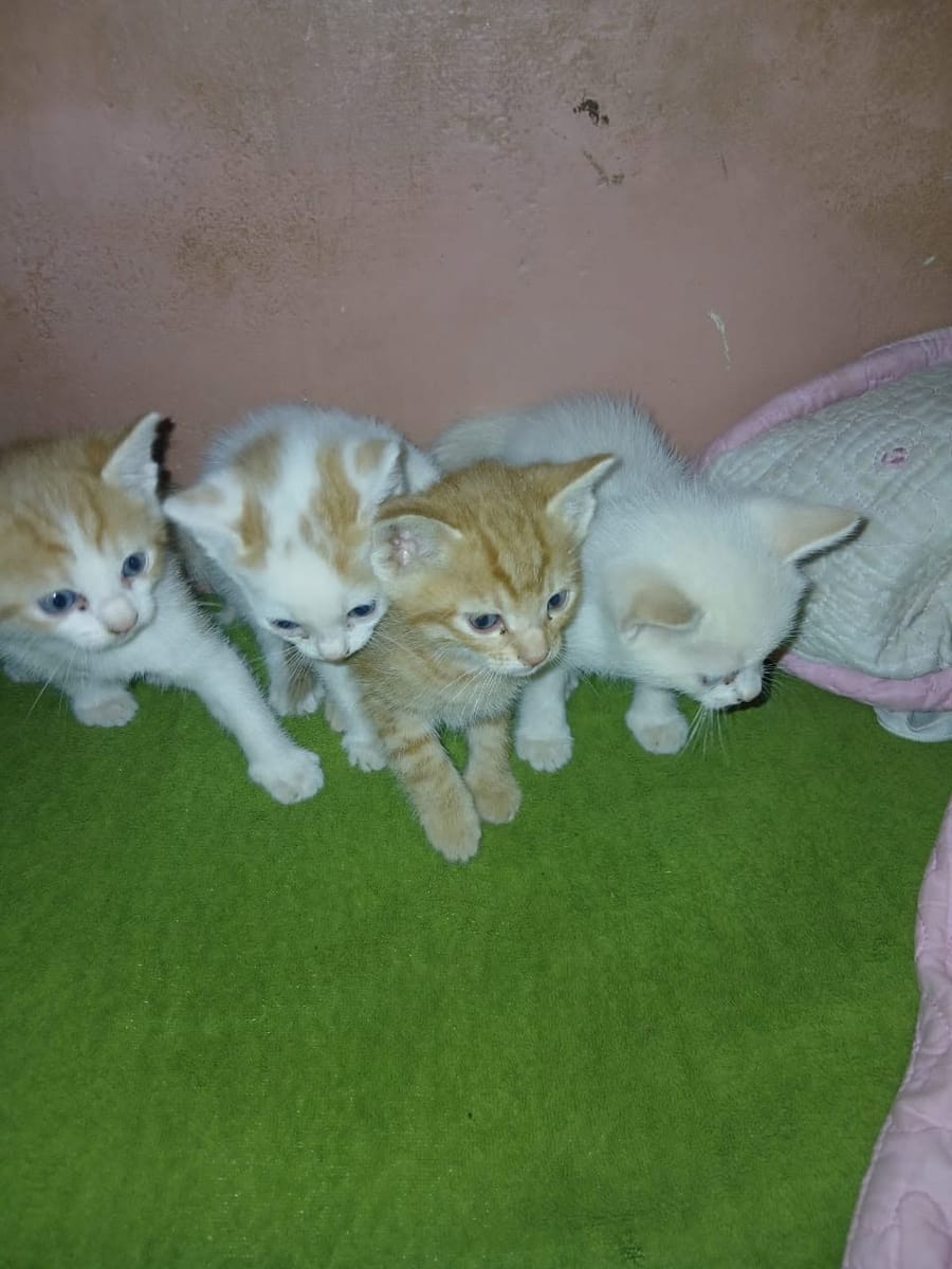 All four kittens — two ginger, two white — lined up on a green mat