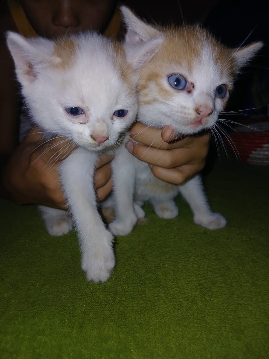 Two blue-eyed kittens, one white and one ginger-and-white, held side by side