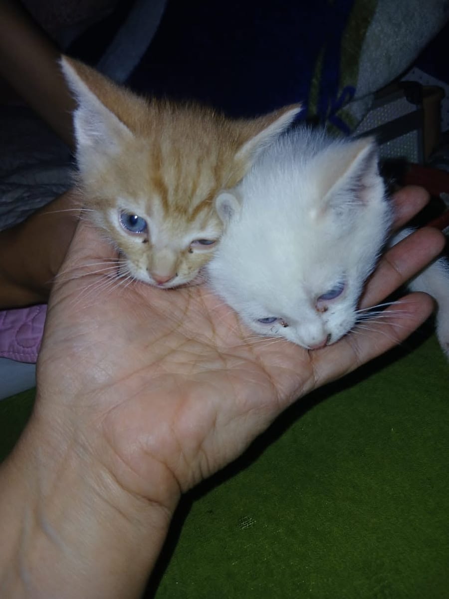 A ginger kitten and a white kitten resting their heads in an open palm