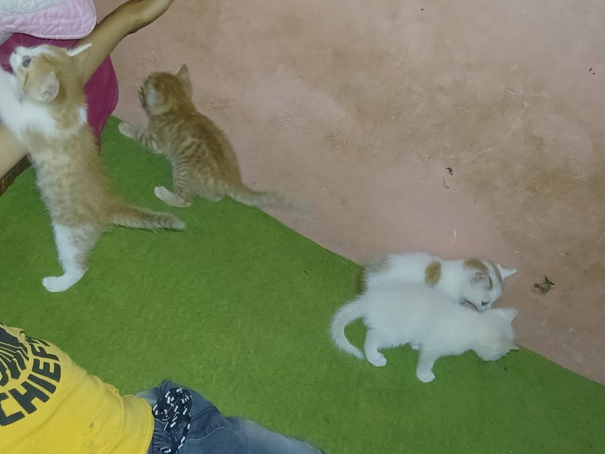 The four kittens playing together on a green mat