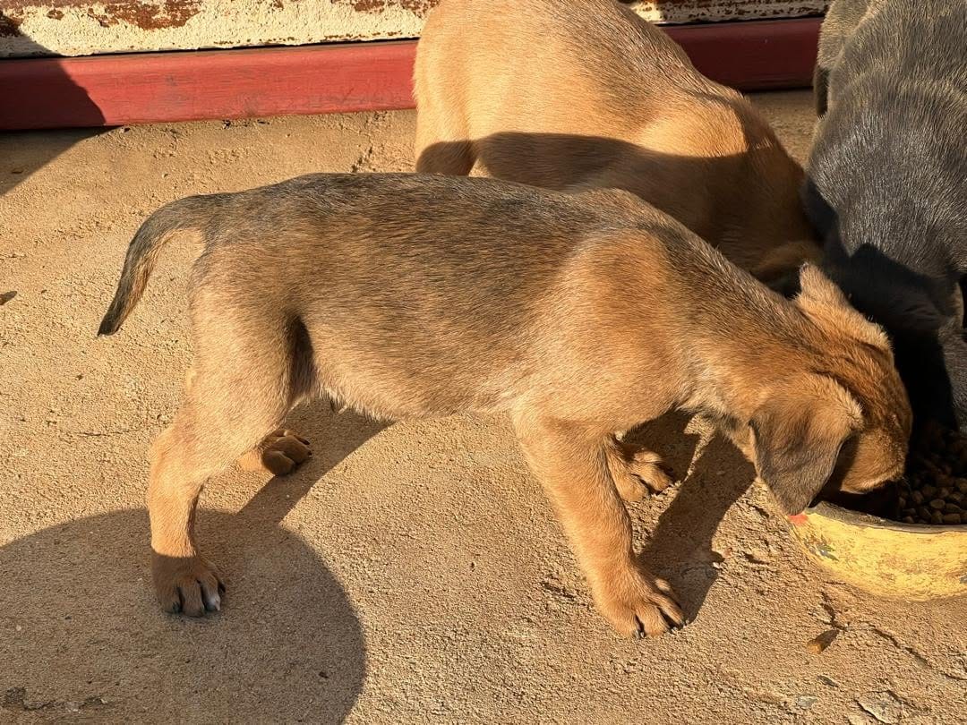 A tan mixed-breed puppy standing in the sun next to his sibling at the food bowl