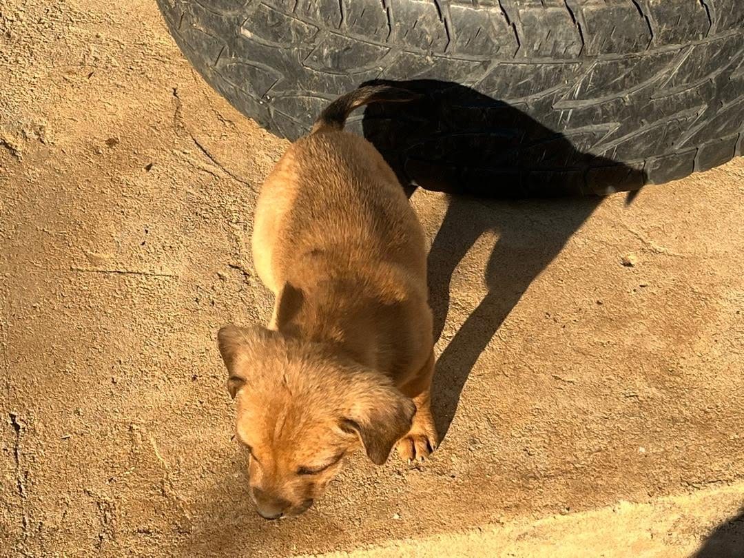 A tan puppy sniffing the ground beside a tyre