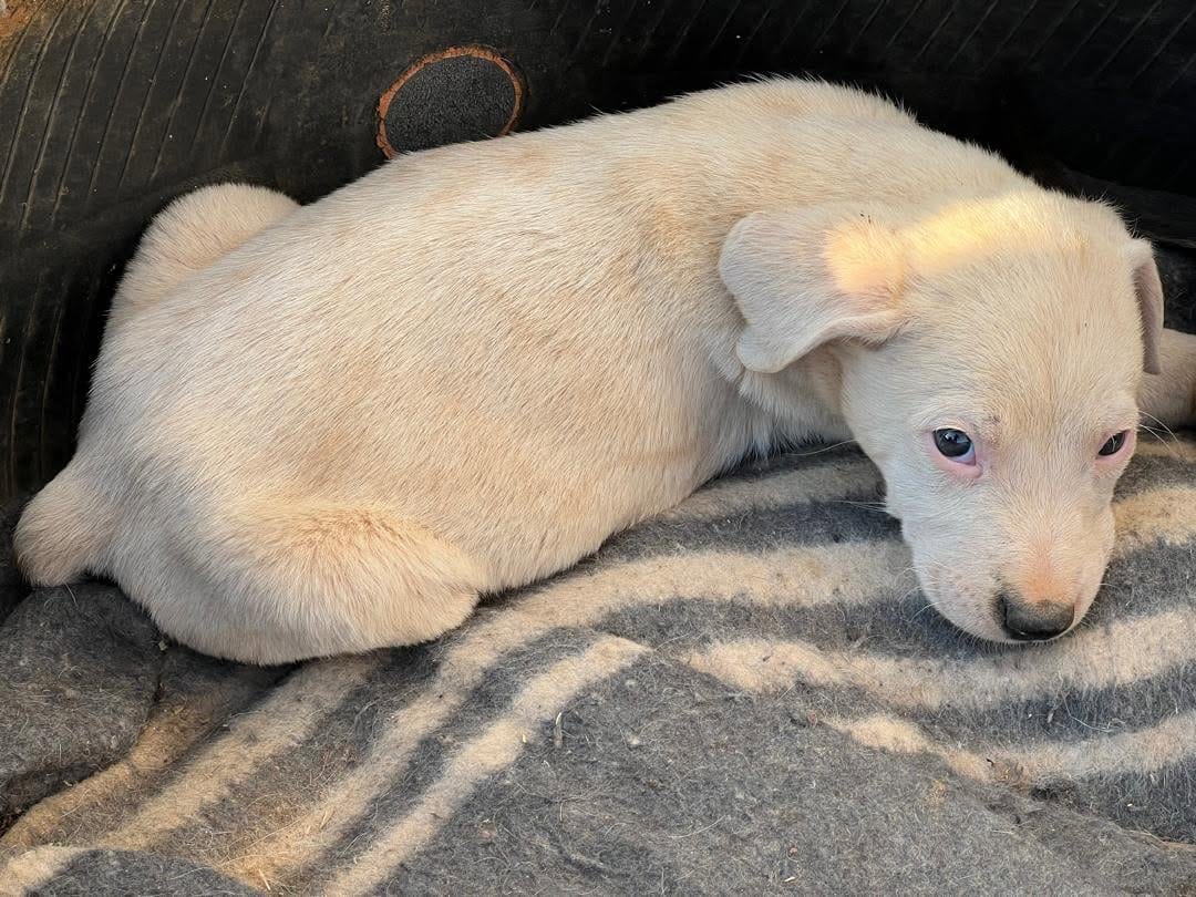 A cream-white puppy resting on a striped blanket