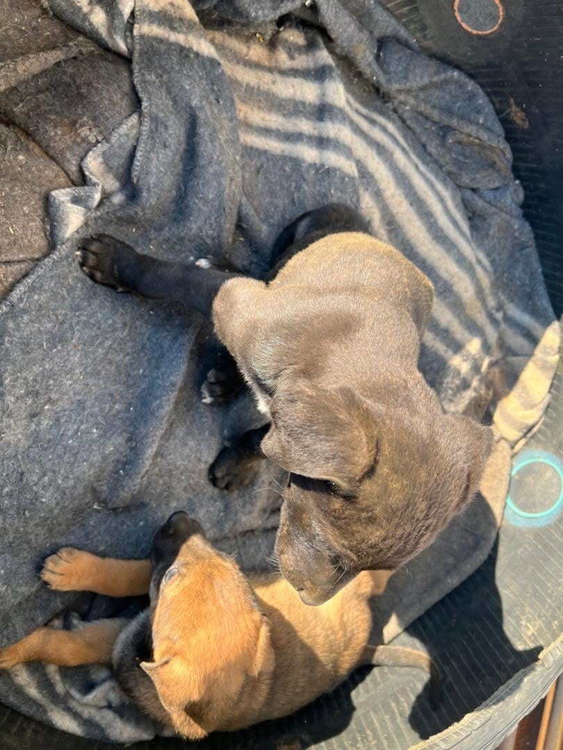 A dark puppy and a tan puppy cuddled together on a blanket in a tyre bed