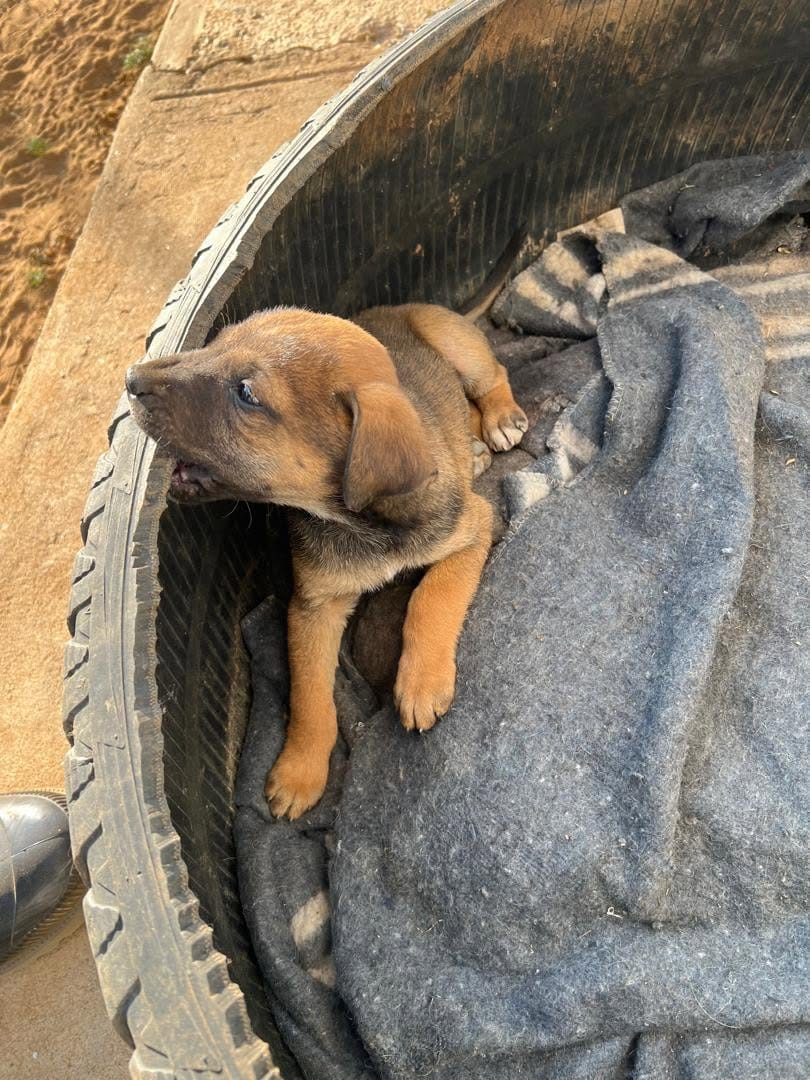 A tan puppy with a dark muzzle sitting up in a tyre bed