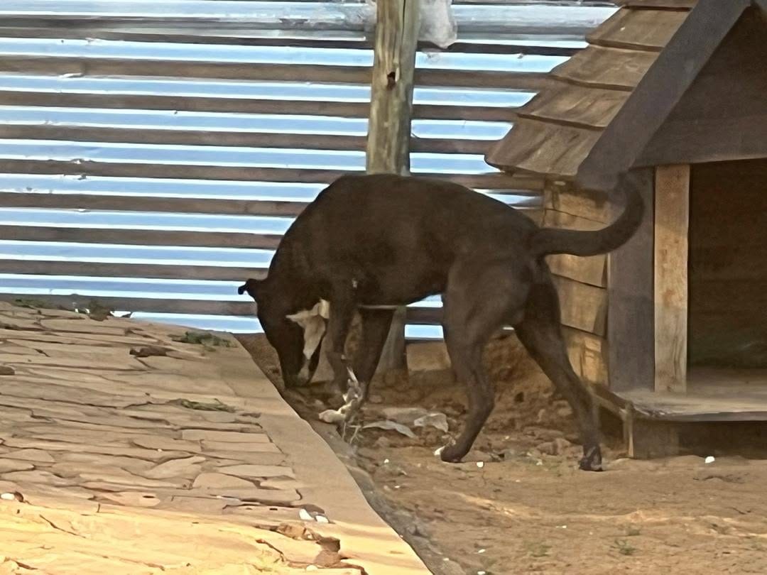 The puppies' father, a black dog, next to a wooden dog house