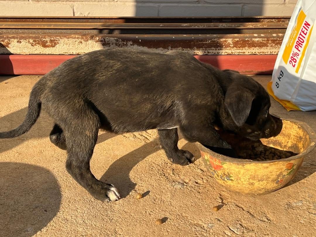 A dark brindle puppy eating from a yellow bowl