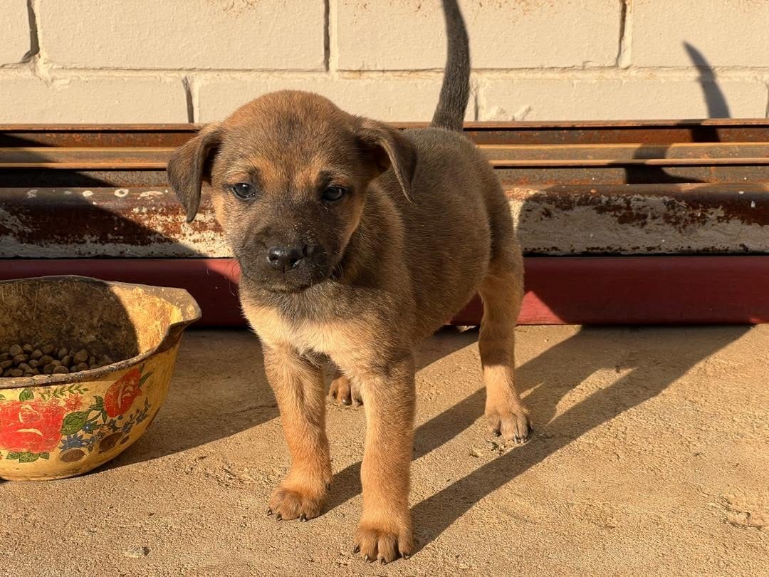 A tan puppy with a dark face standing in the sun, looking at the camera