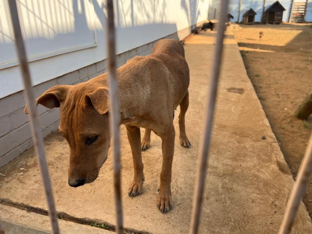 The puppies' mother, a young brown dog, standing in the shelter yard